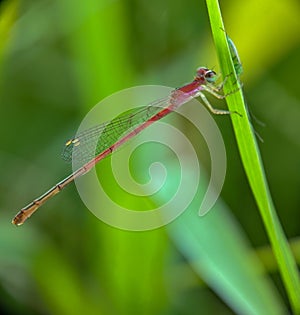 Veriagrion the small damselfy