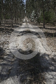 Verical image of Path on forest on Varziela village Cantanhede