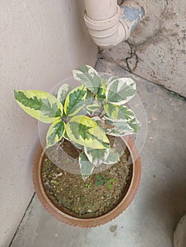 Verigated Bleeding Heart plant photo