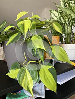 Brasil Heartleaf philodendron Plant