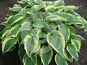 Verigated Hosta