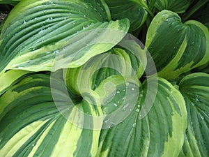 Verigated Hosta - detail photo