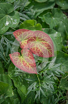 Verigated red and green leaf photo