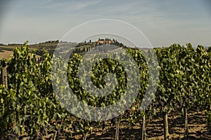 Veritable Tuscany Landscape in summer - Toscana amore mio