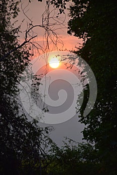 Veritcal beautiful sunset with purple cloud in the dark forest.