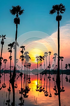 Veritcal silhouette sugar palm tree at dawn photo