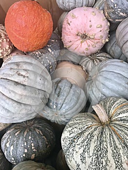 Verity of stacked fall pumkins texture and background