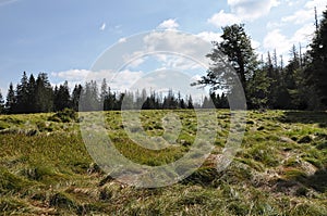 Verlorener Schachten with Carex brizoides near Frauenau