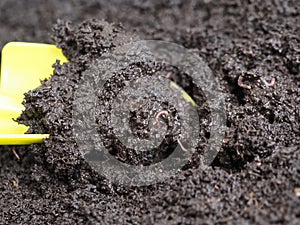 Vermicompost processed by worms for planting seedlings