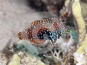 Vermiculate wrasse