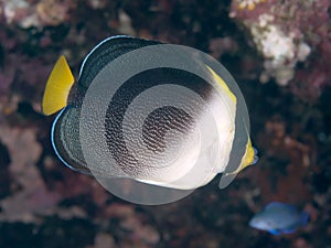 Vermiculated angelfish