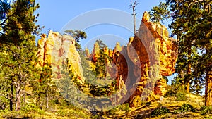 The vermilion colored Hoodoos on the Queen`s Garden Trail in Bryce Canyon