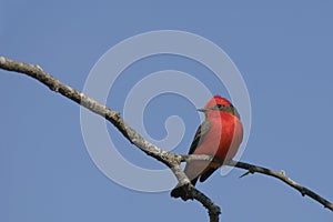 Vermilion Flycatcher