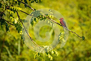 Vermilion flycatcher in mexican Puerto Escondido, bird paradise photo