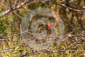 Vermilion Flycatcher in a park at Huatulco