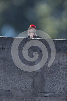 Vermilion flycatcher perched on a wall