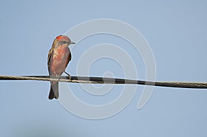 Vermilion Flycatcher perched on a wire