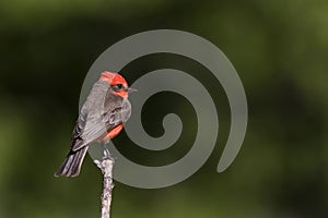 Vermilion Flycatcher, Pyrocephalus obscurus, perched