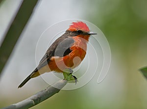 Vermilion Flycatcher (Pyrocephalus rubinos).