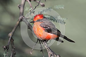 Vermilion Flycatcher (Pyrocephalus rubinus)