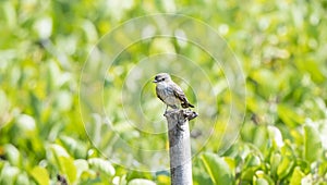 Vermilion Flycatcher Pyrocephalus rubinus Perched on a Tree Stump photo