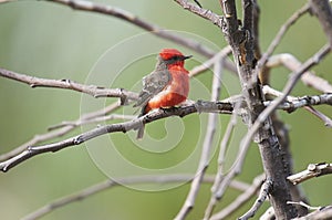 Vermilion Flycatcher Pyrocephalus rubinus perched in a tree photo