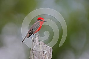 Vermilion flycatcher, Pyrocephalus rubinus