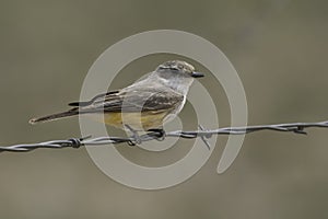 Female Vermillion Flycatcher in Arizona photo