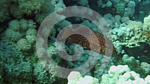 Vermilion Hind in the Red Sea