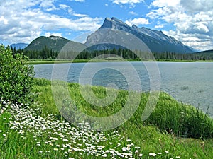 Vermilion Lakes with daisies