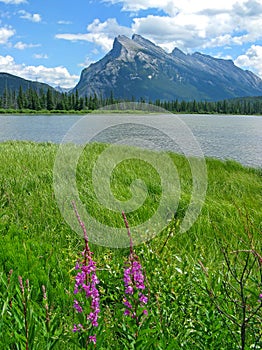 Vermilion Lakes with fireweed
