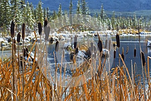 Vermilion Lakes Marsh Wetland Banff National Park Canadian Rockies