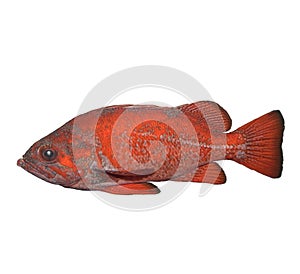 Vermilion Rockfish photo