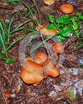 Vermilion Waxcap Mushrooms growing on Forest Floor