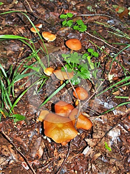 Vermilion Waxcap Mushrooms growing on Forest Floor