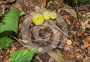 Vermilion Waxcap Mushrooms growing on Forest Floor