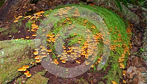 Vermilion Waxcap Mushrooms growing on Mossy Log