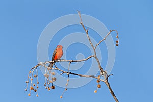 Vermillion fly catcher perched on a barren branch