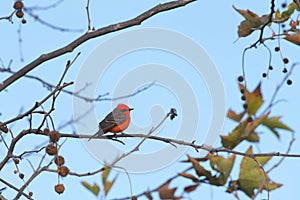 Vermillion fly catcher perched on a branch