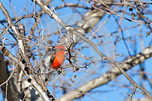 Vermillion fly catcher perched in a tree