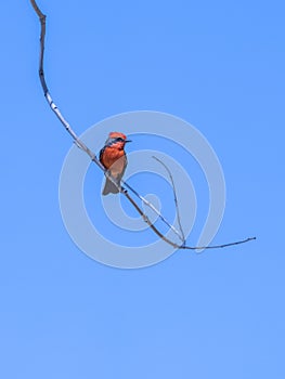 Vermillion flycatcher on a branch against a blue sky