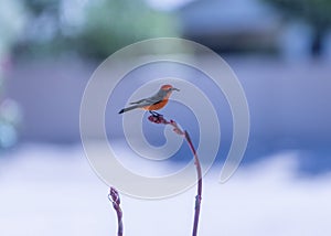 Vermillion flycatcher with a grub to eat