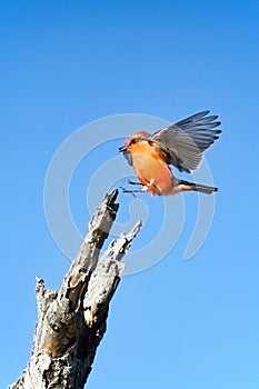 A Vermillion Flycatcher lands on a bare tree.