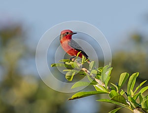 Vermillion Flycatcher perched on a tree branch