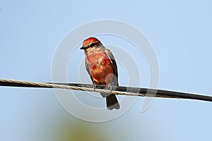 Vermillion Flycatcher perched on a wire