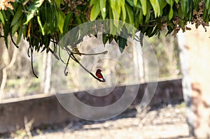 Vermillion Flycatcher (Pyrocephalus obscurus) in Brazil