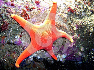 Vermillion Sea Star