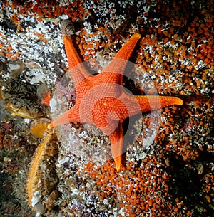 Vermillion Star (Mediaster aequalis) with Rock Scallops