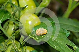 Vermin Lacanobia Mamerta