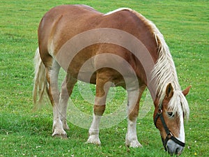 Vermont Belgian Draft horse